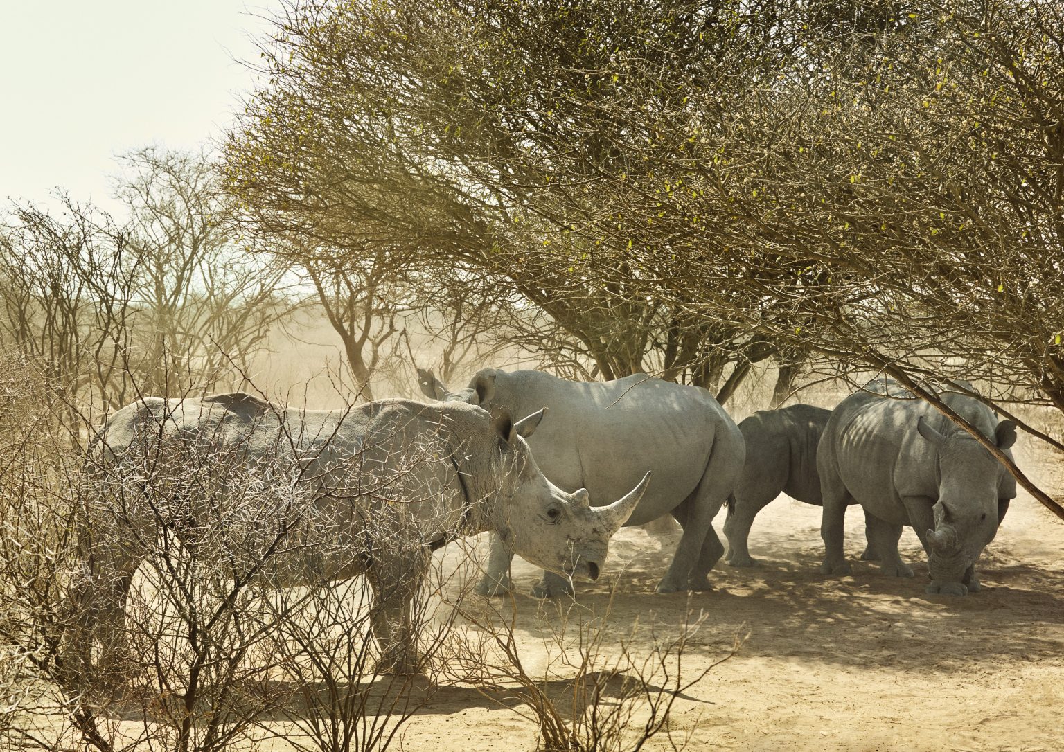 LILY JAMES, SON VOYAGE AU PAYS DES DIAMANTS NATURELS... Le Bijoutier